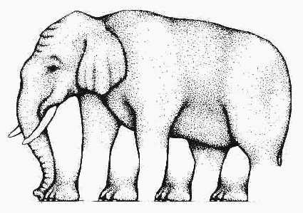 Elefante cheio de patas