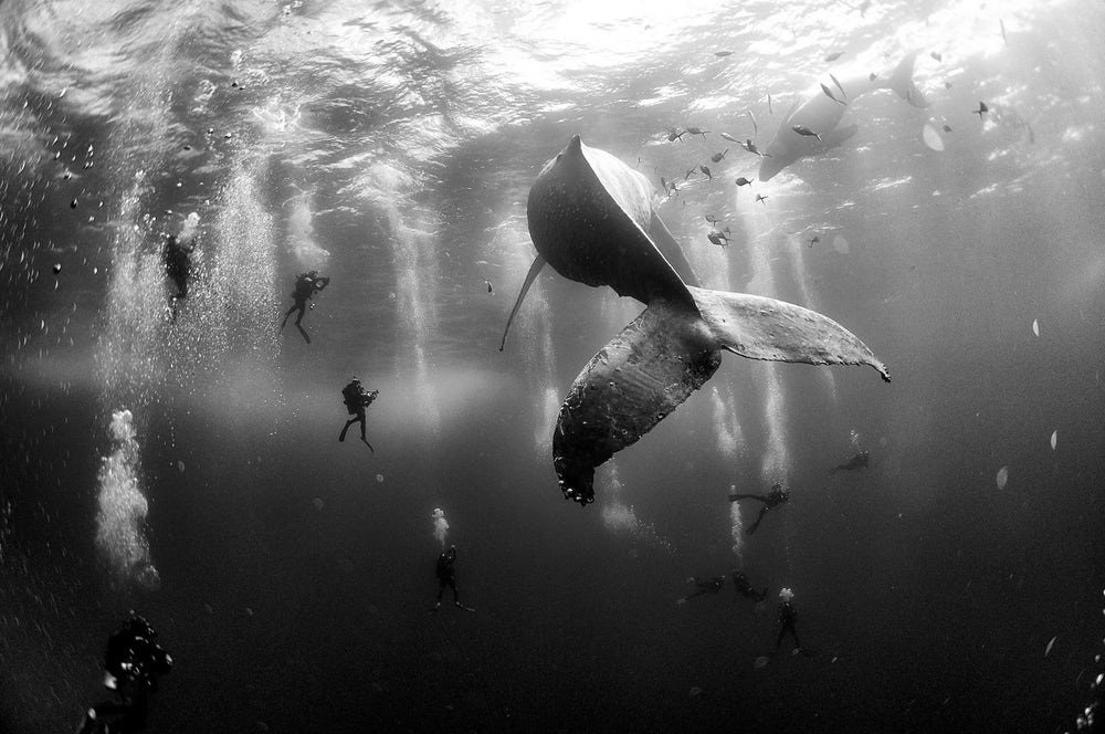 Mergulhadores e baleia