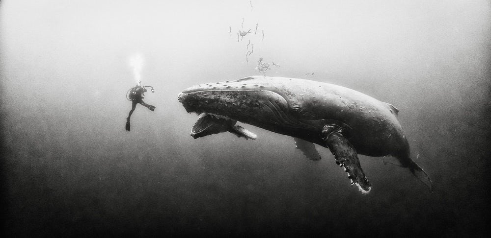 Nadando com baleias