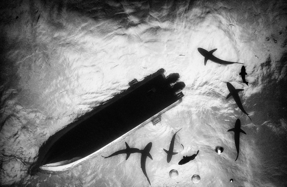 Tubarões ao redor de barco