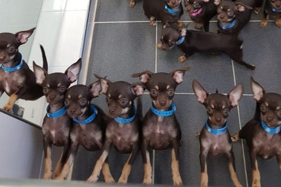 Imagem de Ataque dos clones: conheça a cachorrinha que já foi copiada 49 vezes no megacurioso