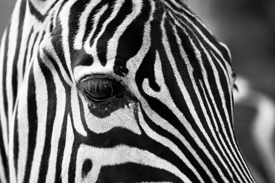 Por Que Será Que As Zebras Têm Listras? - Mega Curioso