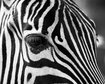 thumb-image-2024-02-29T14:03:30.337Z