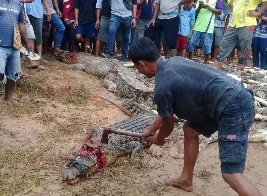 Matando crocodilo com machado
