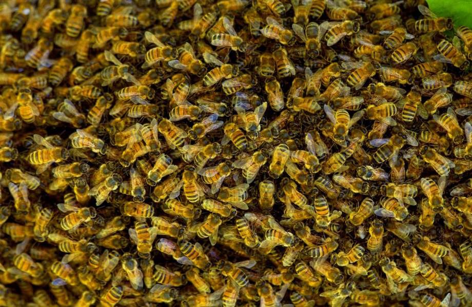 Muitas abelhas