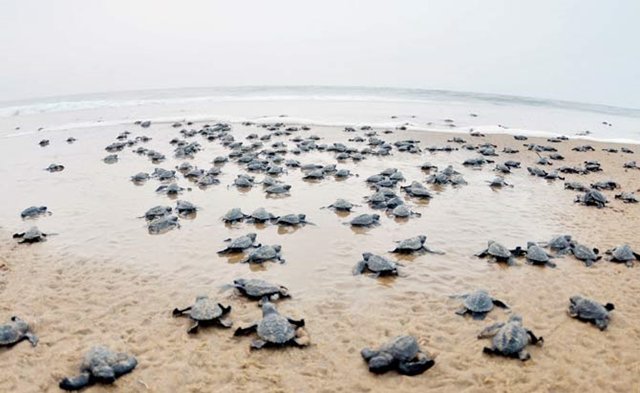 O lixão que virou o maior projeto de recuperação de uma praia da História