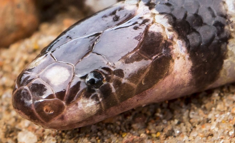 Museu - O curioso caso do animal que parece cobra, tem nome de