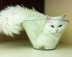 thumb-image-2024-02-29T14:03:31.714Z