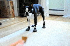 Cachorro com meias
