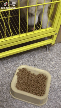 Cachorro tentando comer