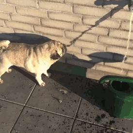 Cachorro tentando tomar água
