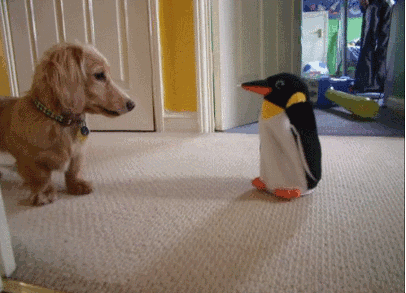 Cão brincando com pinguim