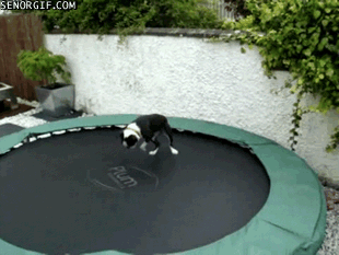 Cão pulando em cama elástica