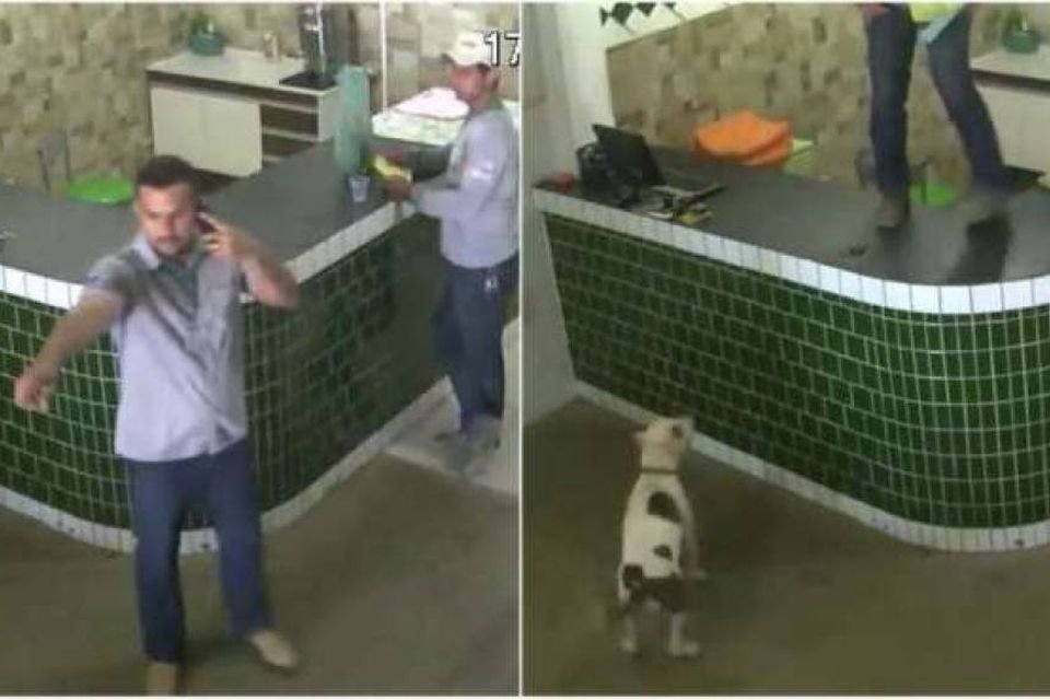 Imagem de Pitbull invade loja em Rondônia em busca de carinho, mas causa pânico no megacurioso
