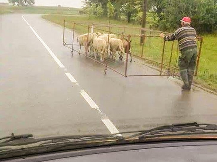 transportar gado