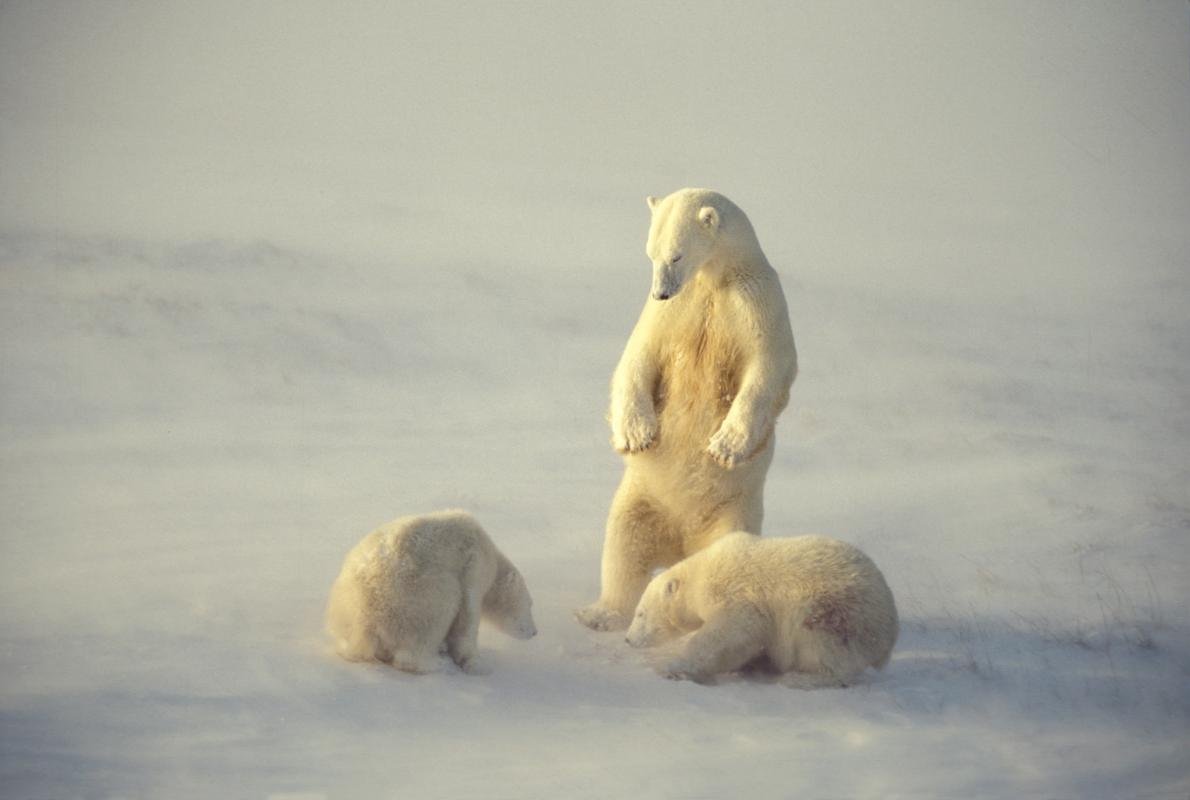 Urso polar com dois filhotes