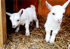 Filhotes de ovelha
