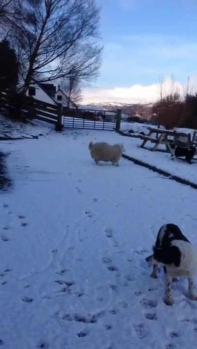 Ovelha brincando na neve