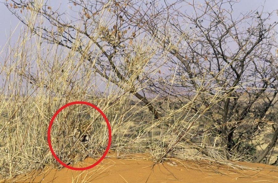 Desafio: será que você consegue achar os animais camuflados nestas fotos?