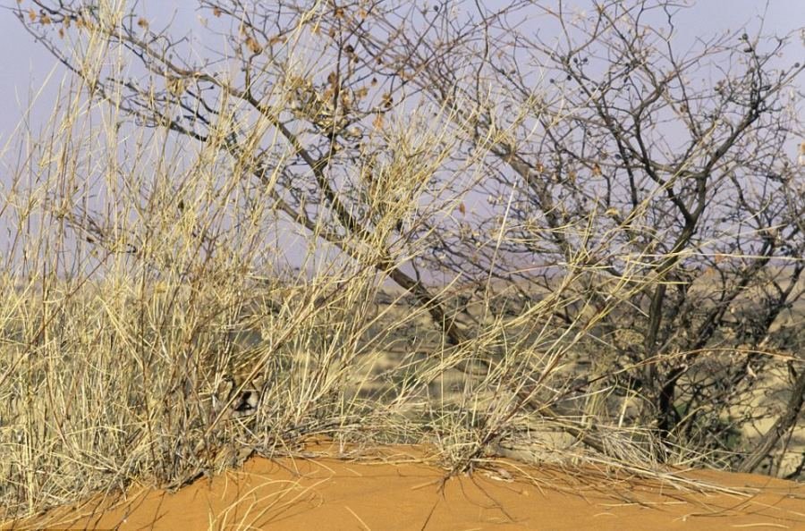 Desafio: será que você consegue achar os animais camuflados nestas fotos?