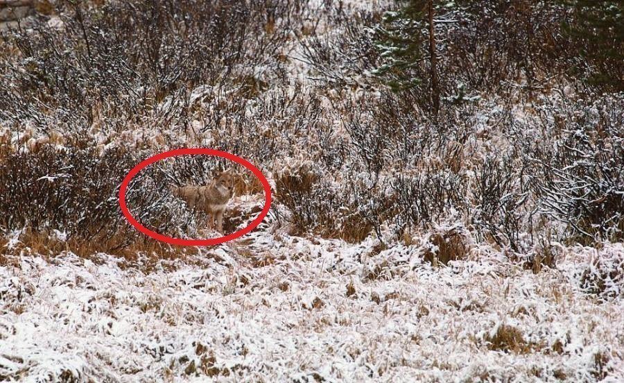 Desafio: será que você consegue achar os animais camuflados nestas fotos?