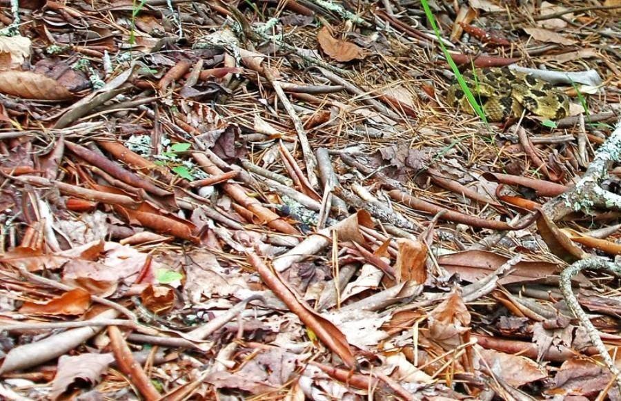 Desafio: será que você consegue achar os animais camuflados nestas fotos?