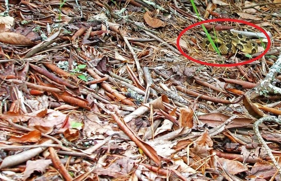 Desafio: será que você consegue achar os animais camuflados nestas fotos?