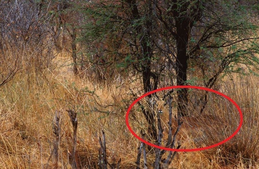 Desafio: será que você consegue achar os animais camuflados nestas fotos?