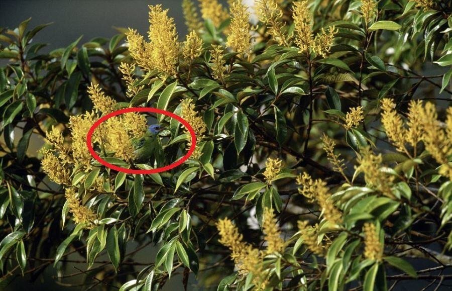 Desafio: será que você consegue achar os animais camuflados nestas fotos?