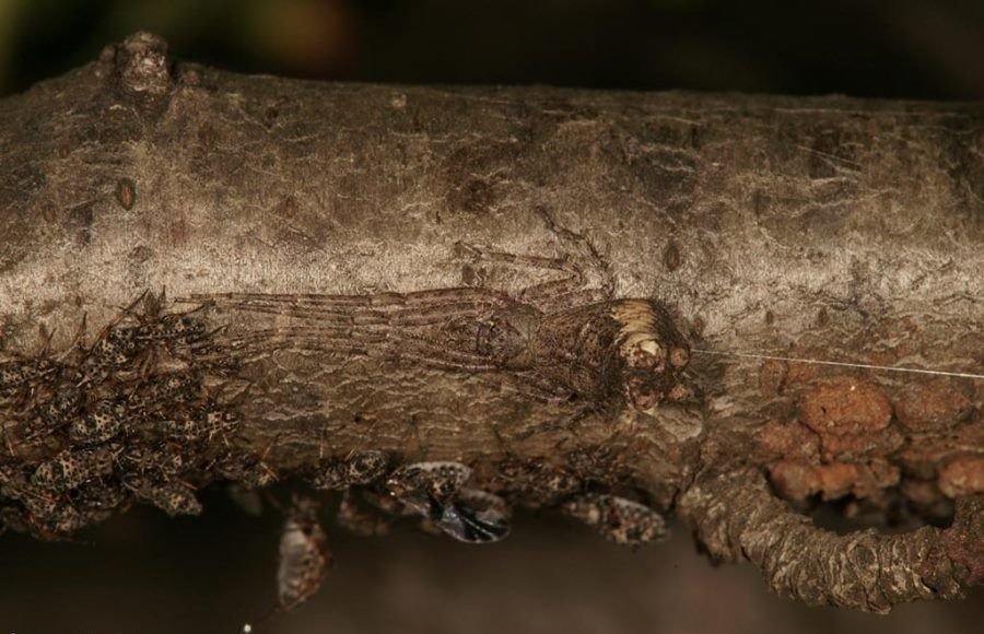 Desafio: será que você consegue achar os animais camuflados nestas fotos?