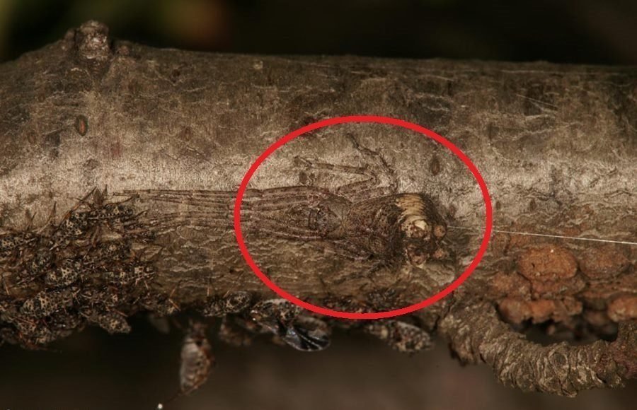 Desafio: será que você consegue achar os animais camuflados nestas fotos?