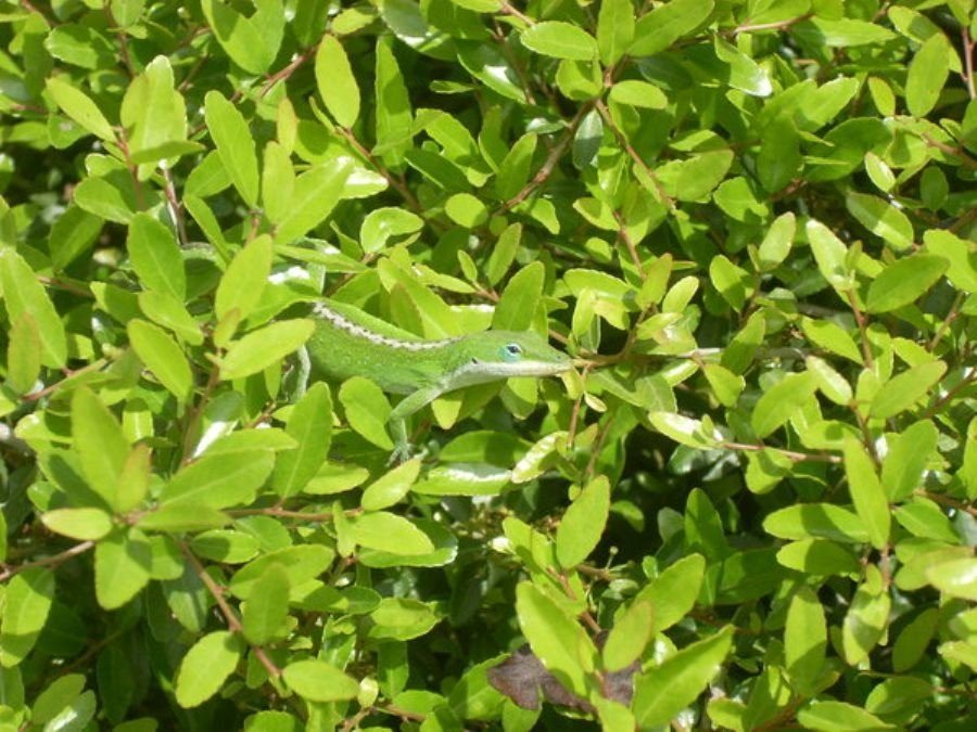 Desafio: será que você consegue achar os animais camuflados nestas fotos?