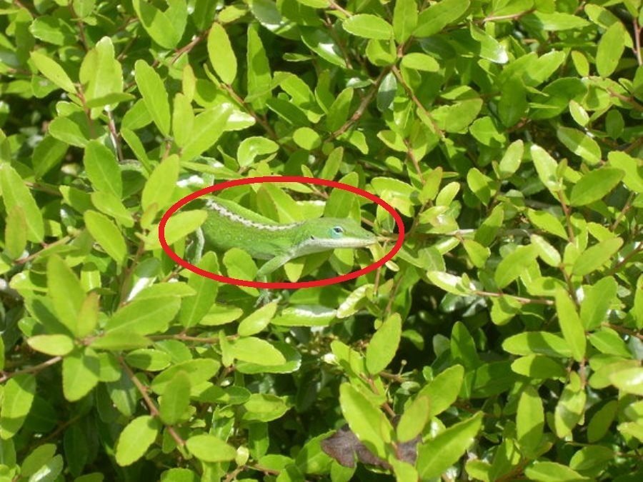 Desafio: será que você consegue achar os animais camuflados nestas fotos?
