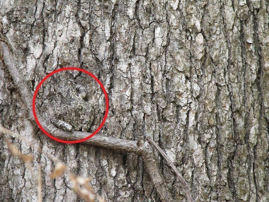 Desafio: será que você consegue achar os animais camuflados nestas fotos?