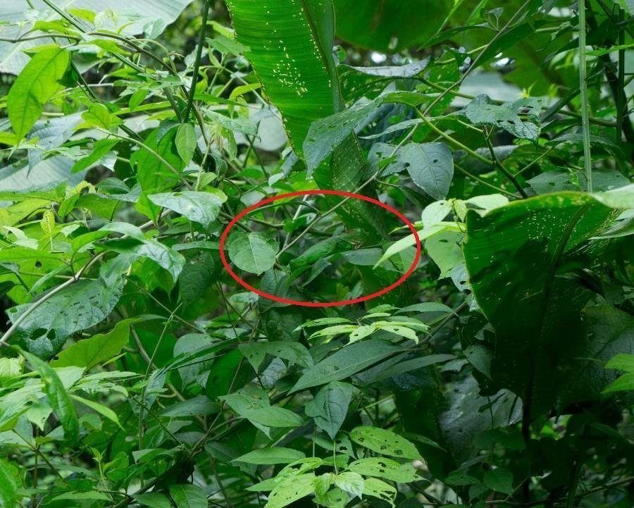 Desafio: será que você consegue achar os animais camuflados nestas fotos?