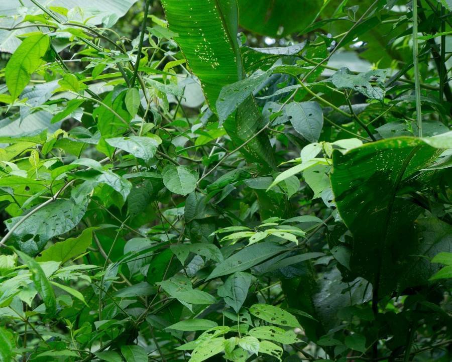 Desafio: será que você consegue achar os animais camuflados nestas fotos?