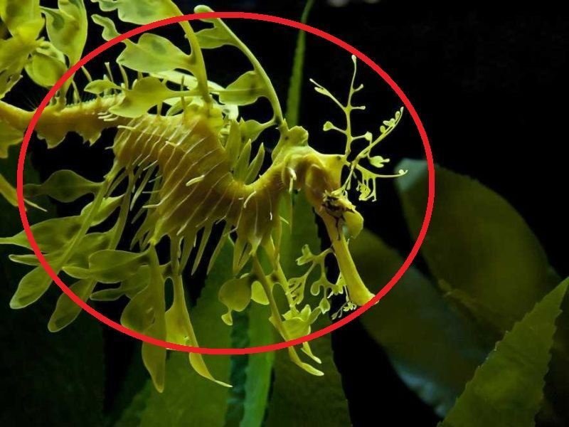 Desafio: será que você consegue achar os animais camuflados nestas fotos?