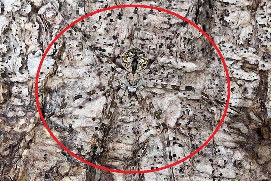 Desafio: será que você consegue achar os animais camuflados nestas fotos?
