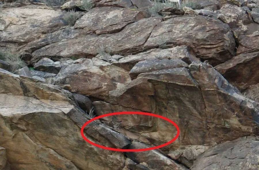 Desafio: será que você consegue achar os animais camuflados nestas fotos?