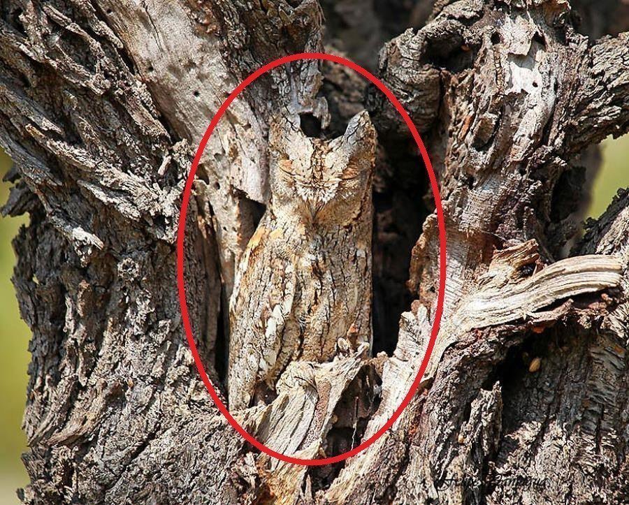 Desafio: será que você consegue achar os animais camuflados nestas fotos?