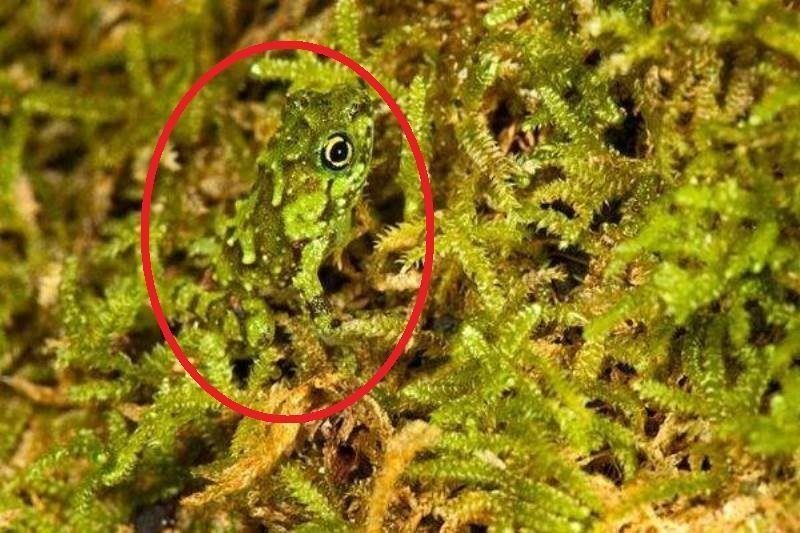 Desafio: será que você consegue achar os animais camuflados nestas fotos?