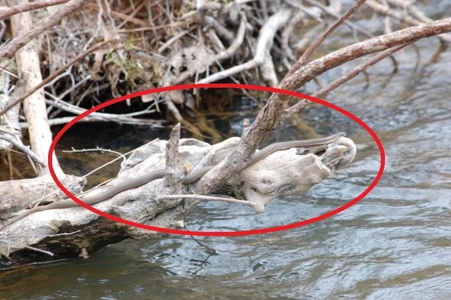 Desafio: será que você consegue achar os animais camuflados nestas fotos?