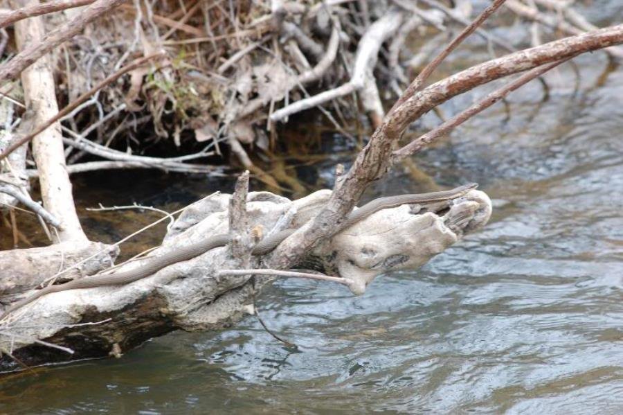 Desafio: será que você consegue achar os animais camuflados nestas fotos?