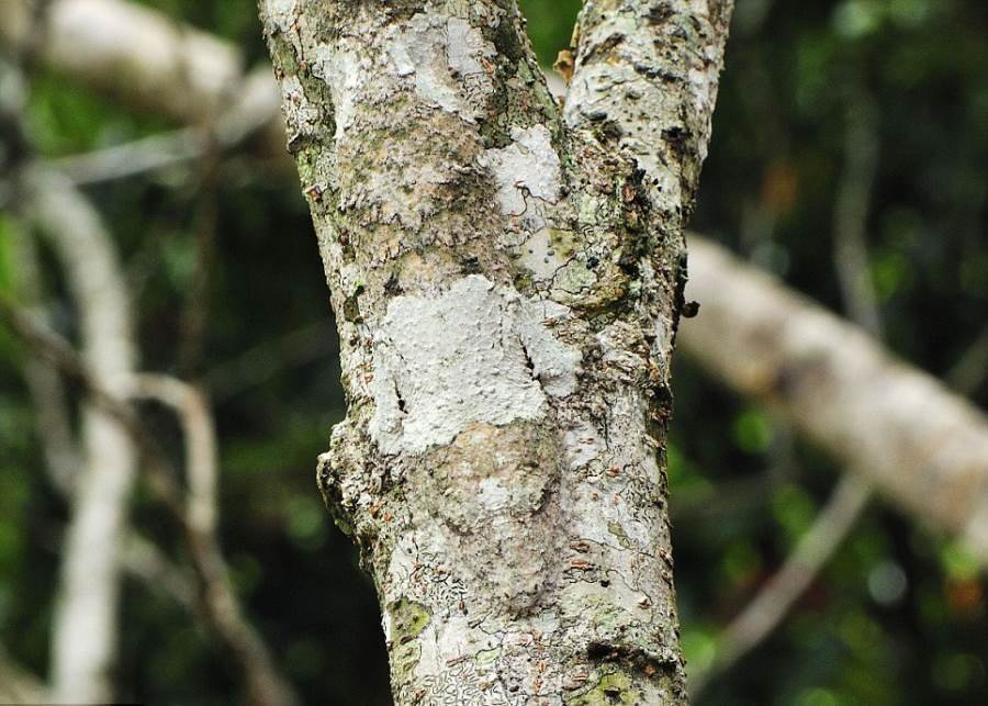 Desafio: será que você consegue achar os animais camuflados nestas fotos?