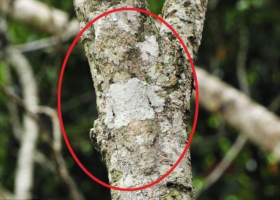Desafio: será que você consegue achar os animais camuflados nestas fotos?