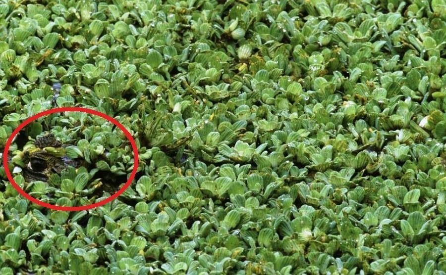 Desafio: será que você consegue achar os animais camuflados nestas fotos?