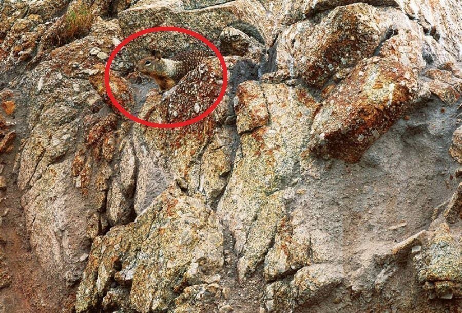 Desafio: será que você consegue achar os animais camuflados nestas fotos?