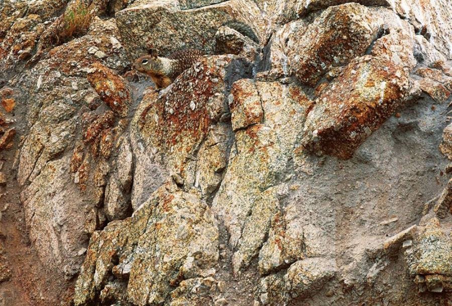 Desafio: será que você consegue achar os animais camuflados nestas fotos?