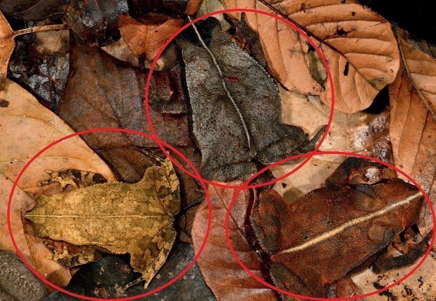 Desafio: será que você consegue achar os animais camuflados nestas fotos?