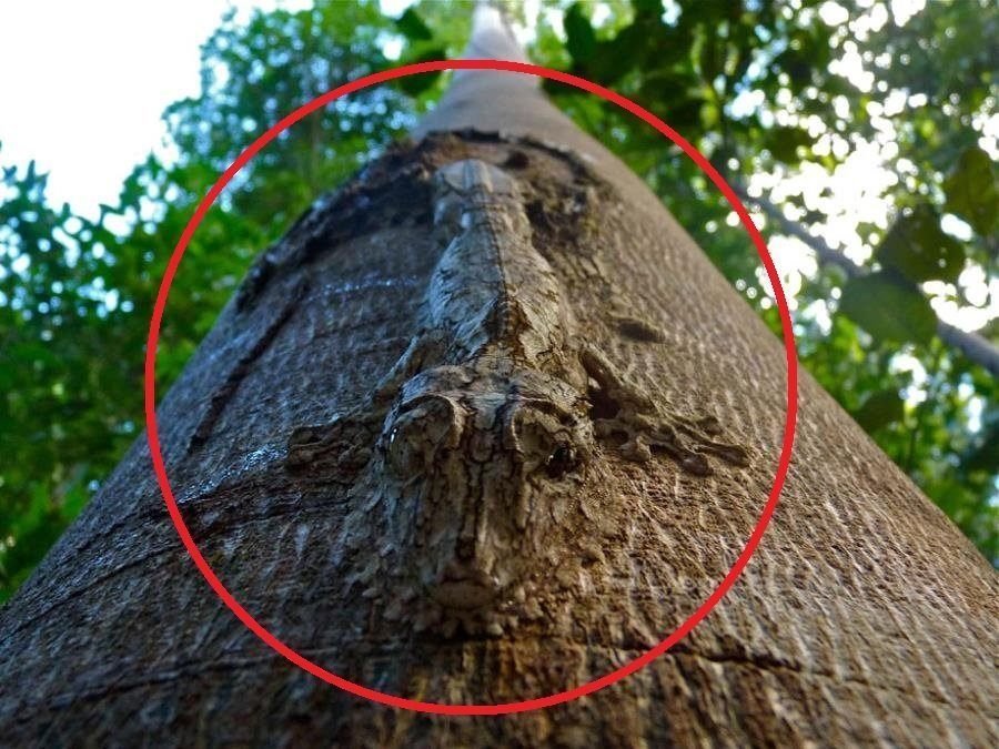 Desafio: será que você consegue achar os animais camuflados nestas fotos?